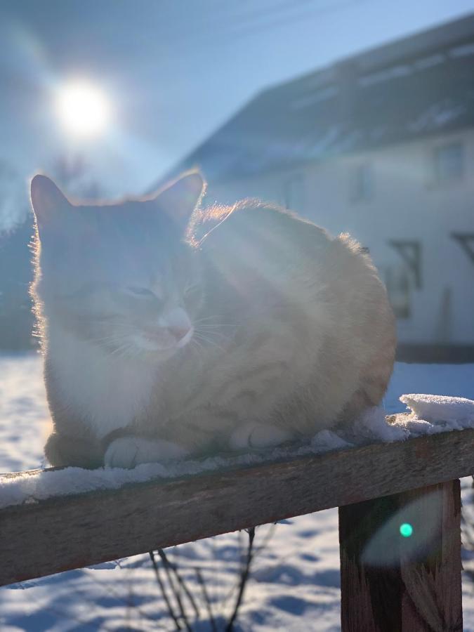 Sarnia Polana Villa Kostrzyca Dış mekan fotoğraf